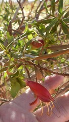 Eremophila duttonii