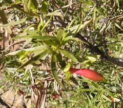 Eremophila duttonii