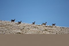 Hippocamelus antisensis