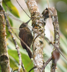 Xiphorhynchus guttatus