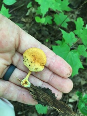 Pholiota subsulphurea