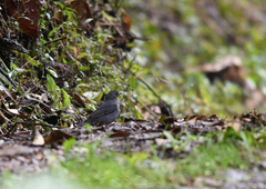 Turdus nigriceps