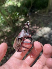 Trypoxylus dichotomus septentrionalis