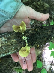 Pholiota subsulphurea