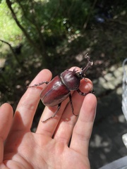 Trypoxylus dichotomus septentrionalis