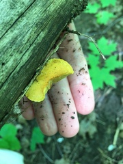 Pholiota subsulphurea