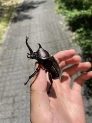 Trypoxylus dichotomus septentrionalis