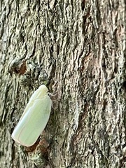 Geisha distinctissima