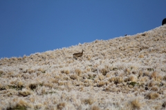 Hippocamelus antisensis