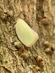 Geisha distinctissima