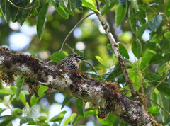 Malacoptila fulvogularis