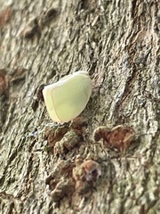 Geisha distinctissima