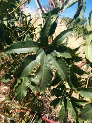 Ricinus communis
