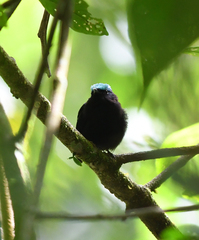 Lepidothrix coeruleocapilla