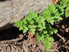 Cryptogramma acrostichoides
