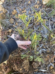 Synaphea spinulosa