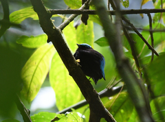 Lepidothrix coeruleocapilla