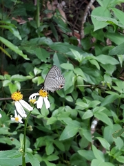 Jamides alecto dromicus