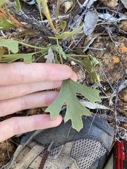 Synaphea spinulosa