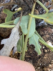 Synaphea spinulosa