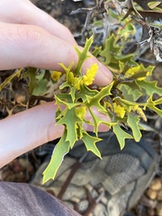 Synaphea spinulosa
