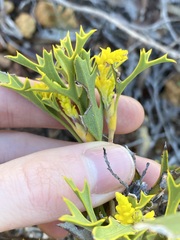 Synaphea spinulosa