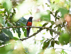 Trogon curucui