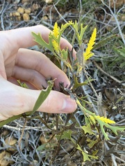 Synaphea spinulosa