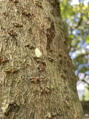 Geisha distinctissima