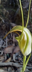 Pterostylis grandiflora