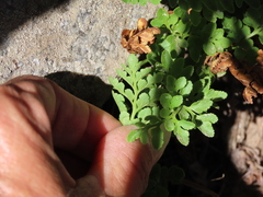 Cryptogramma acrostichoides