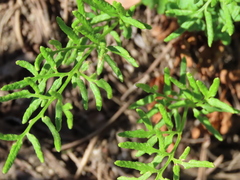 Cryptogramma acrostichoides