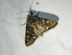 Melanchra pulverulenta