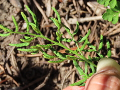 Cryptogramma acrostichoides
