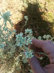 Pseudognaphalium beneolens