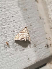 Neocataclysta magnificalis