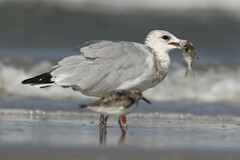Larus delawarensis