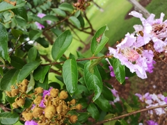 Lagerstroemia noei