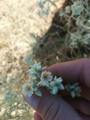 Pseudognaphalium beneolens