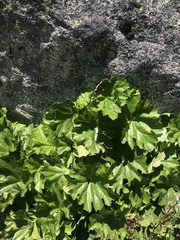 Darmera peltata