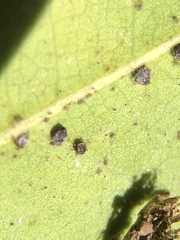 Euthoracaphis umbellulariae