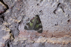 Phaloe cruenta