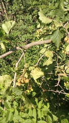 Torminalis glaberrima