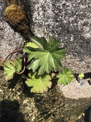 Darmera peltata