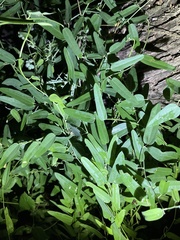 Cocculus diversifolius