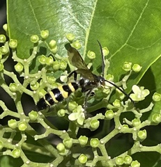 Phalerimeris phalerata