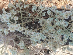 Pseudognaphalium beneolens