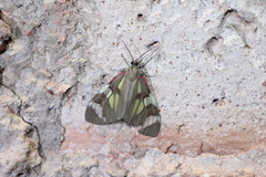 Phaloe cruenta