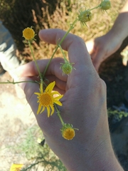 Senecio flaccidus douglasii