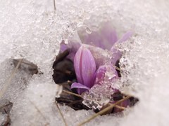 Colchicum bulbocodium